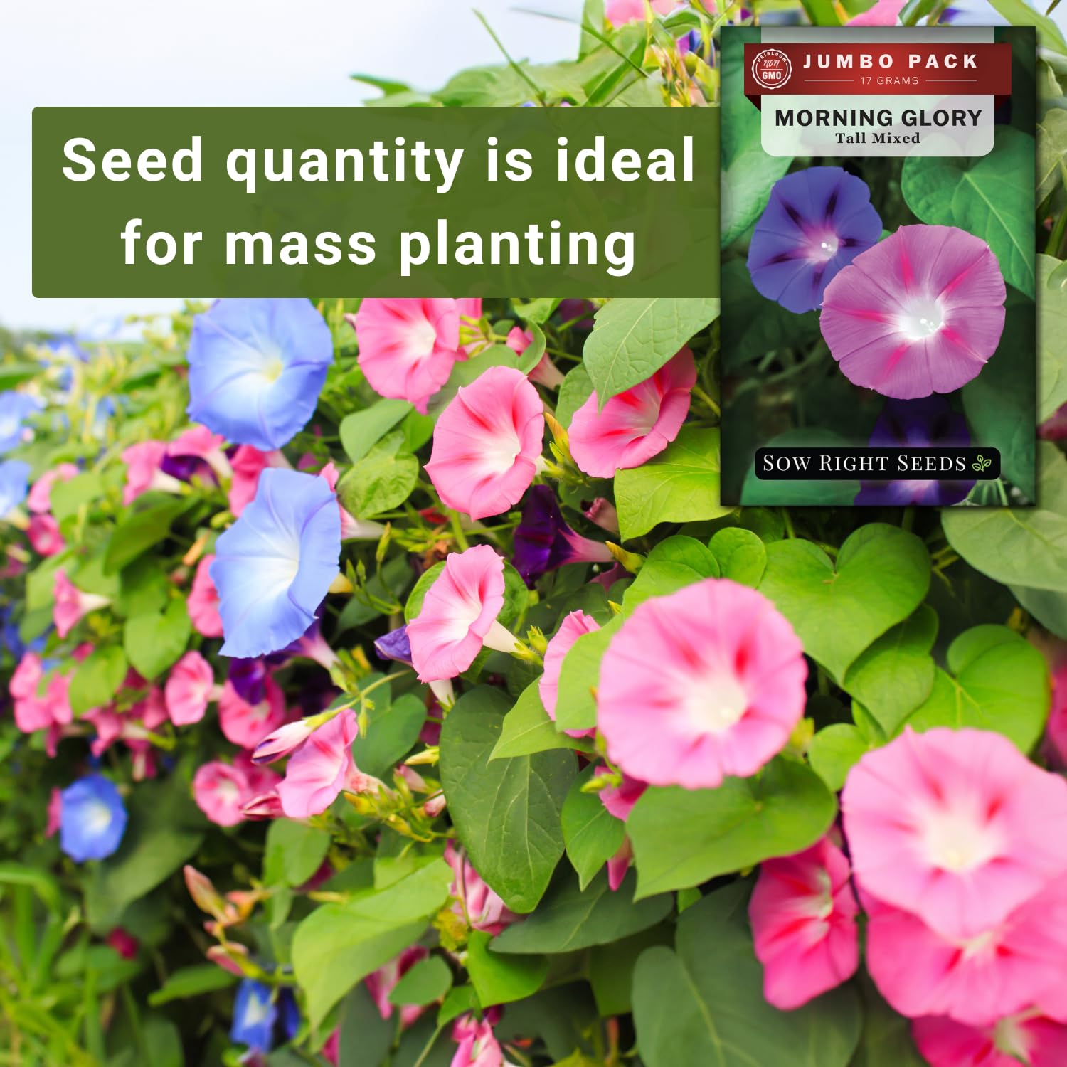 Sow Right Seeds morning glory flowers in close-up show vivid blue and pink.