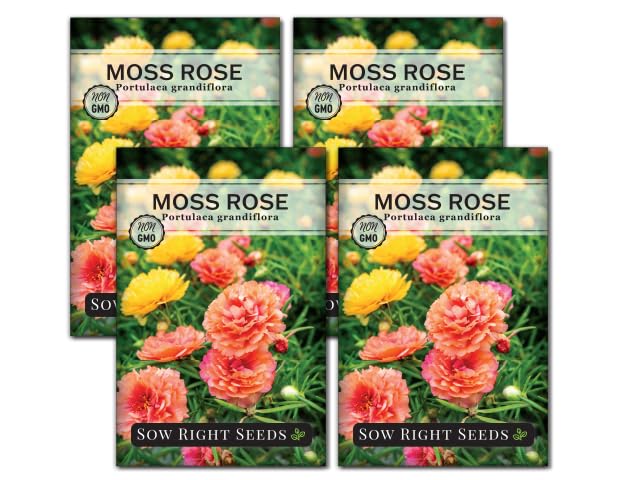 Sow Right Seeds moss rose seeds bloom close-up with vibrant double flowers.