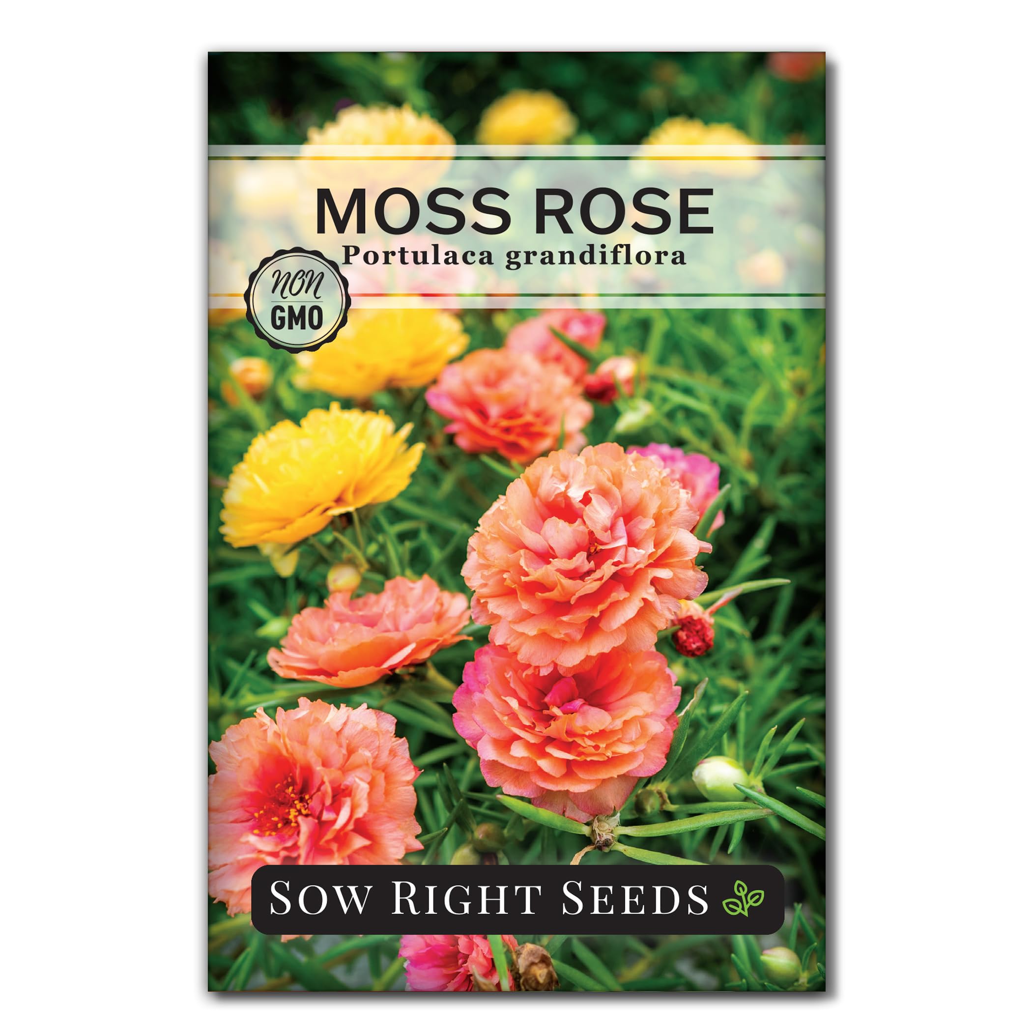 Sow Right Seeds Moss Rose Portulaca Grandiflora mix bloom close-up, vibrant colors for sunny gardens