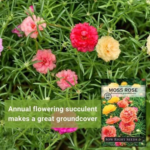 Sow Right Seeds Moss Rose Portulaca Grandiflora mix container display with double blooms