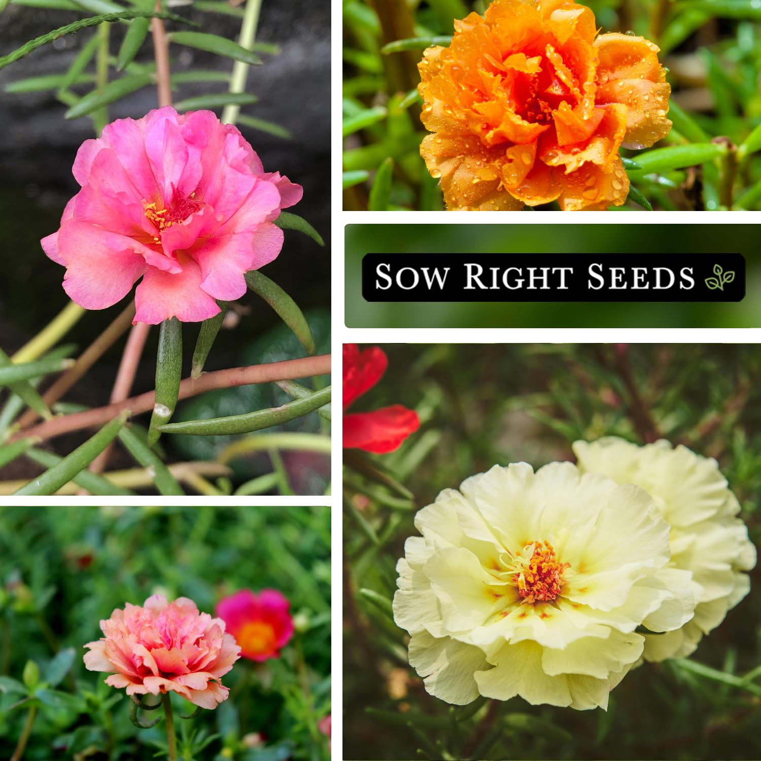 Sow Right Seeds Moss Rose Portulaca Grandiflora mix pollinator-friendly blossoms