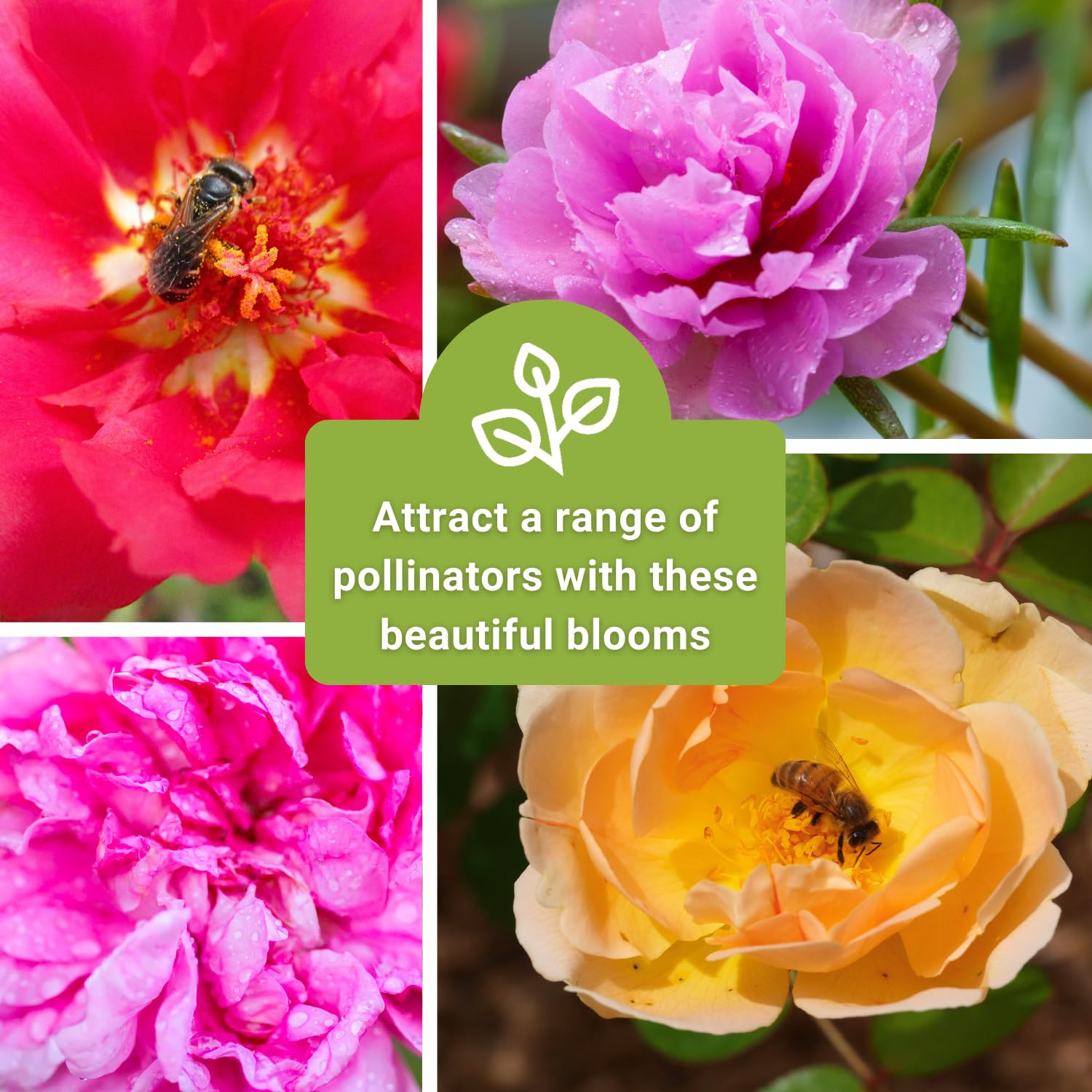 Sow Right Seeds Moss Rose Portulaca Grandiflora mix seed packet view