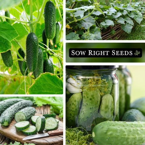 Harvest-ready cucumbers on vines from Sow Right Seeds National Pickling Cucumber seeds.