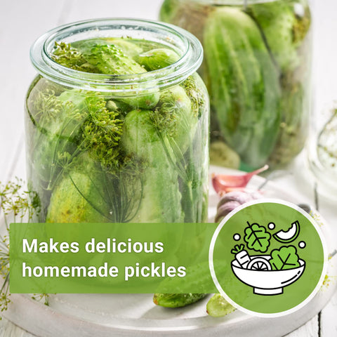 Fresh cucumbers from Sow Right Seeds National Pickling Cucumber seeds for salads and snacks.