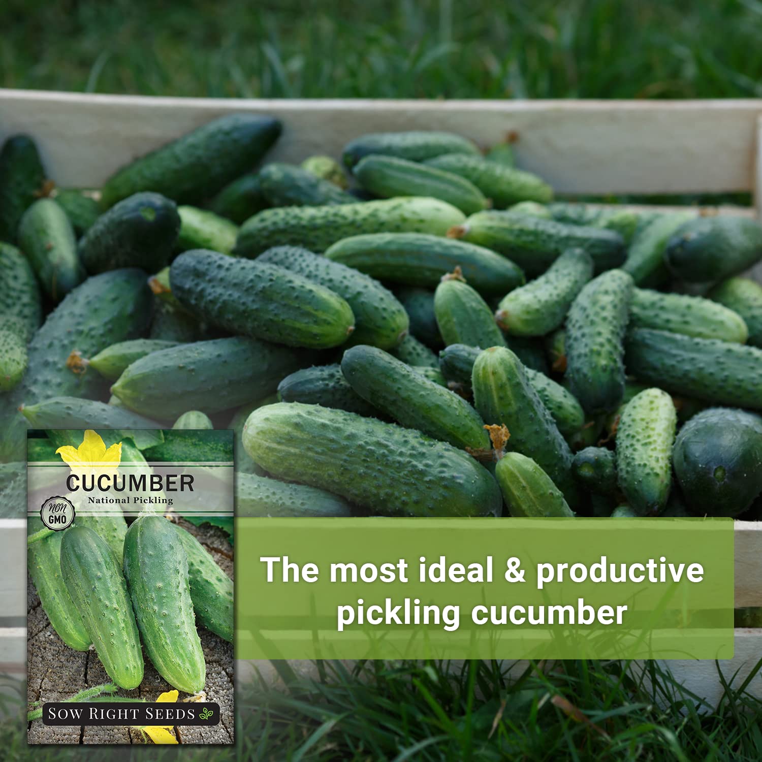 Trellis growth with National Pickling Cucumbers from Sow Right Seeds for higher yields.