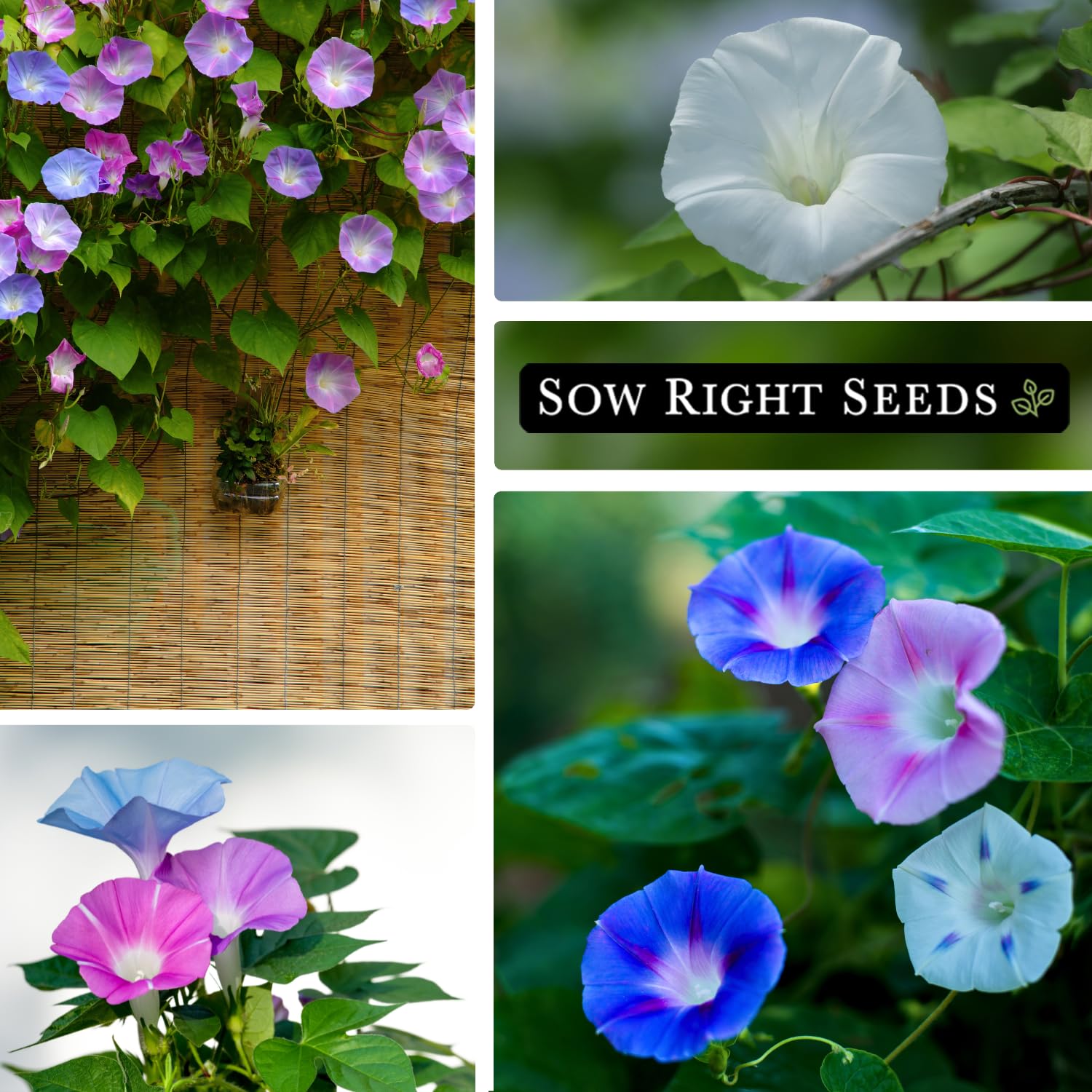 Sow Right Seeds non-GMO heirloom seeds are easy to grow.