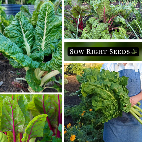 Sow Right Seeds non-GMO heirloom seeds for safe gardening options