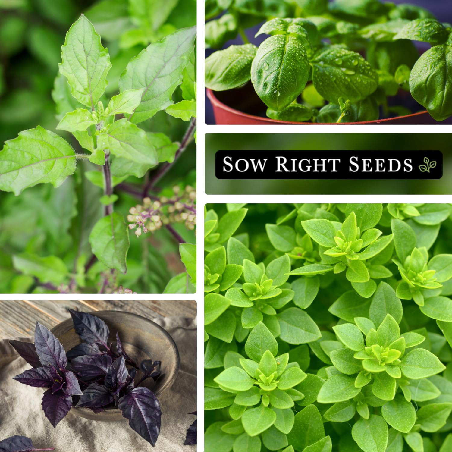 Sow Right Seeds Opal basil seed packets with purple leaves for colorful salads.