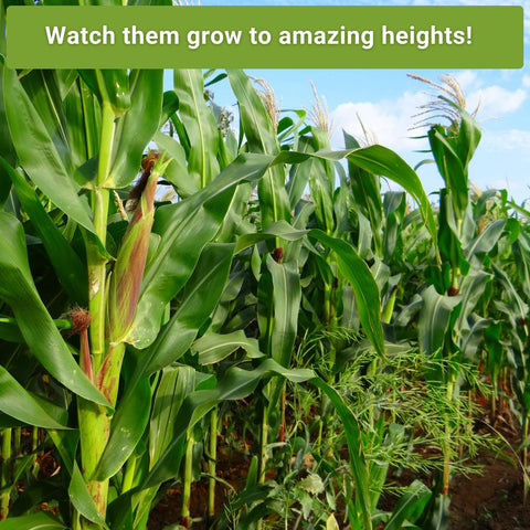 Sow Right Seeds Heirloom corn packets collection enables diverse home harvest.
