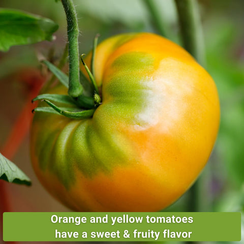 Sow Right Seeds Orange Cherry tomato seed for sweet bite-sized fruit
