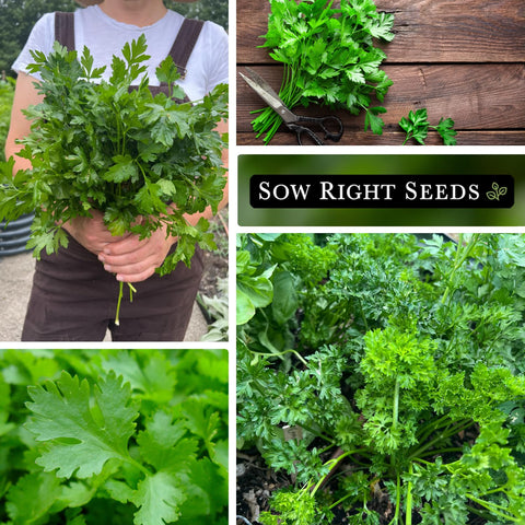 Sow Right Seeds outdoor garden parsley thriving in outdoor beds