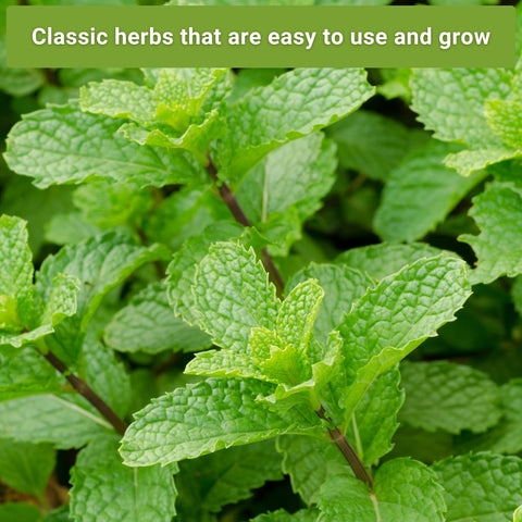Sow Right Seeds outdoor herb garden image shows robust mint plants thriving in garden beds.