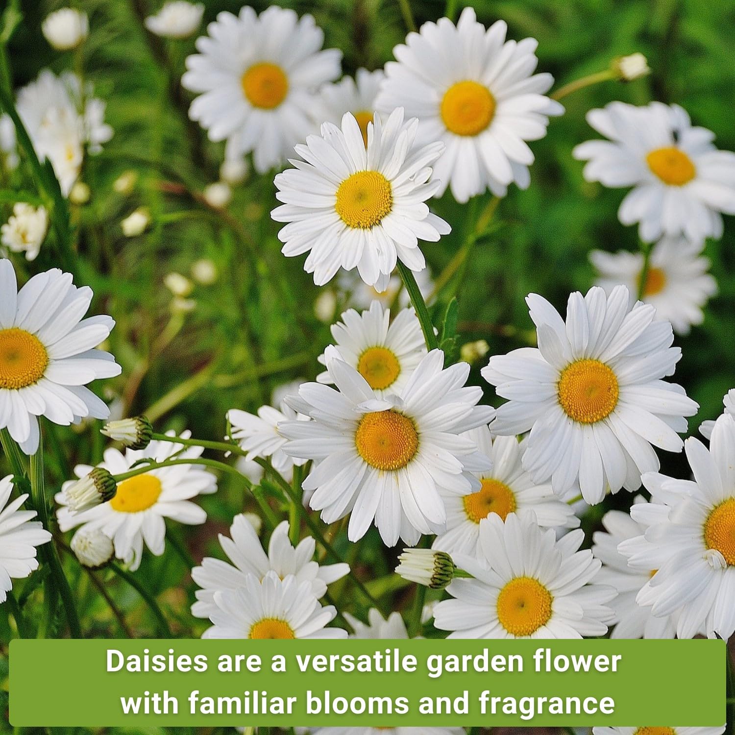 Sow Right Seeds painted daisy closeup with rosy petals for garden brightness.