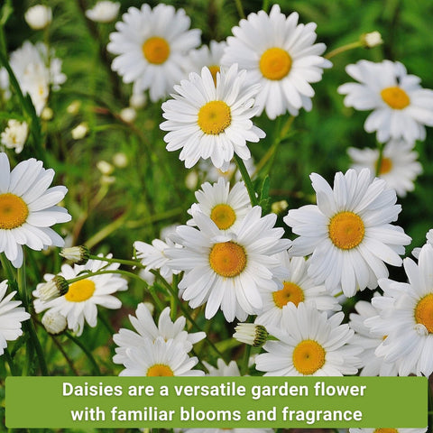 Sow Right Seeds painted daisy closeup with rosy petals for garden brightness.