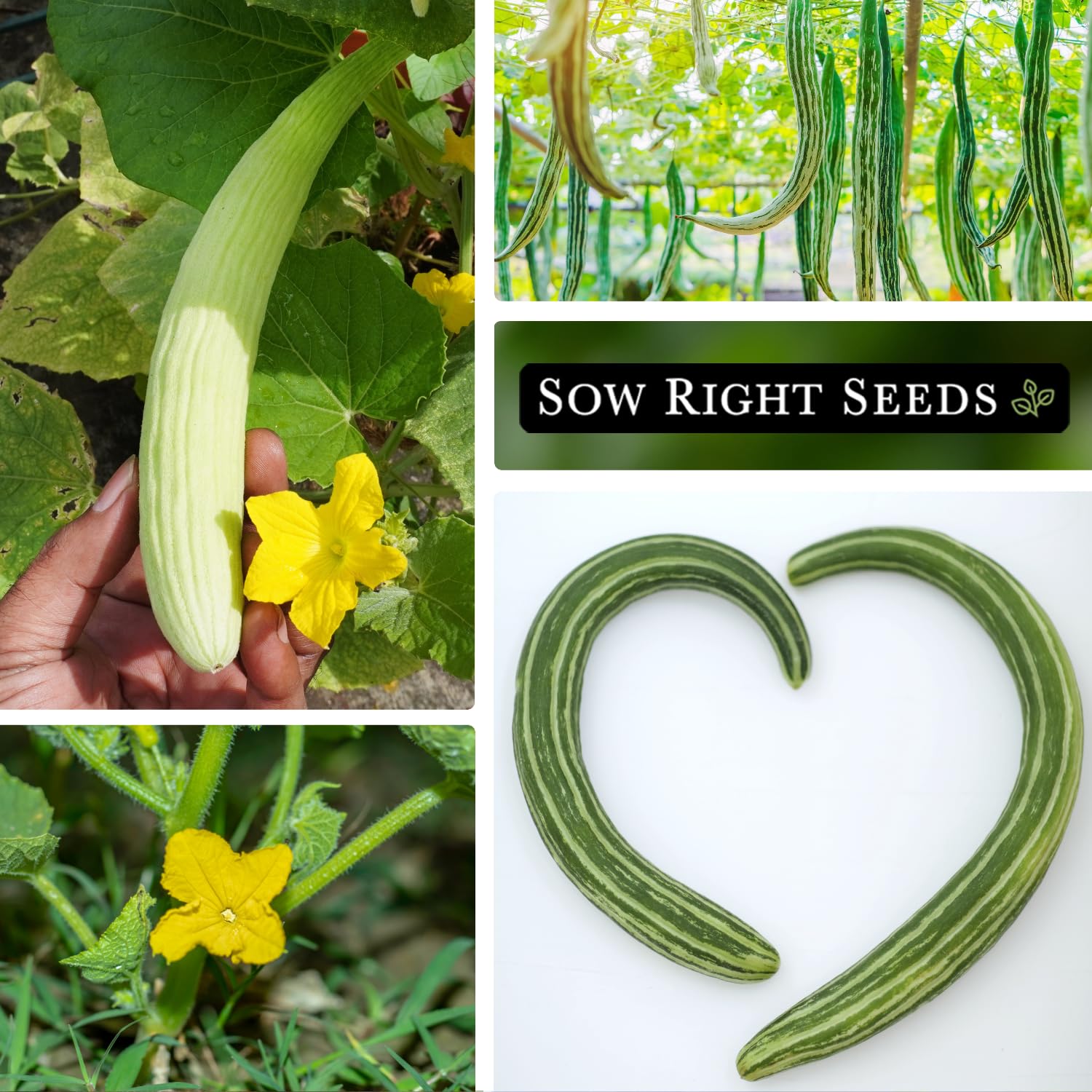 Sow Right Seeds Painted Serpent cucumber thriving in a greenhouse for steady yields.