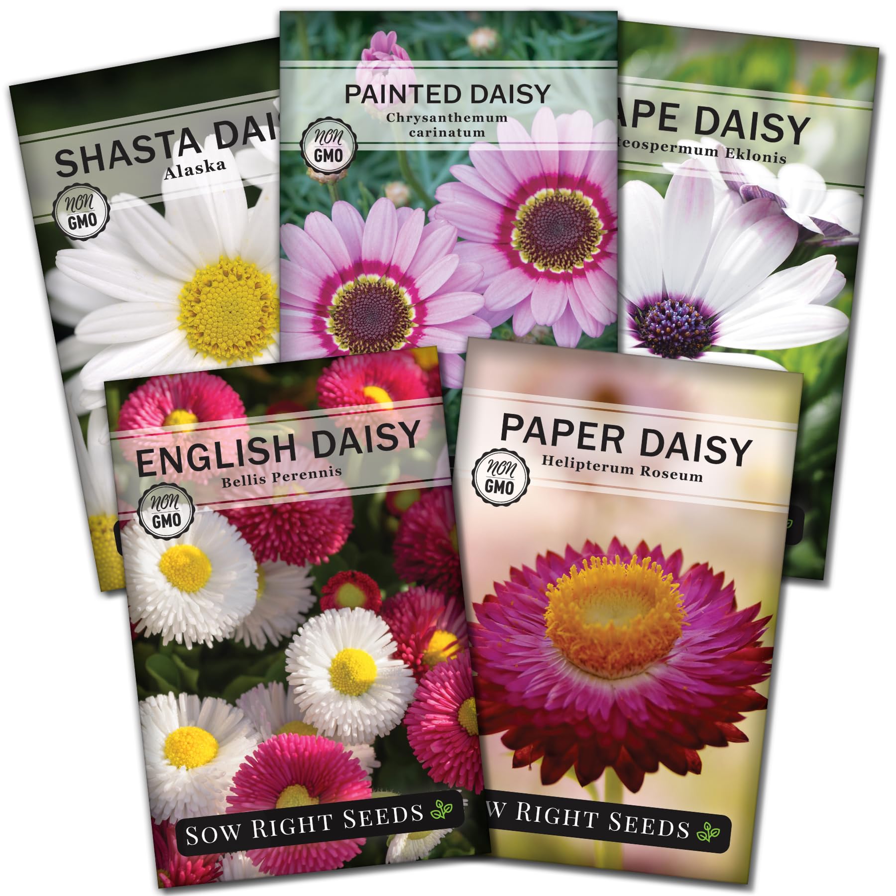 Sow Right Seeds paper daisy packet closeup for easy planting and pollinator-friendly blooms.