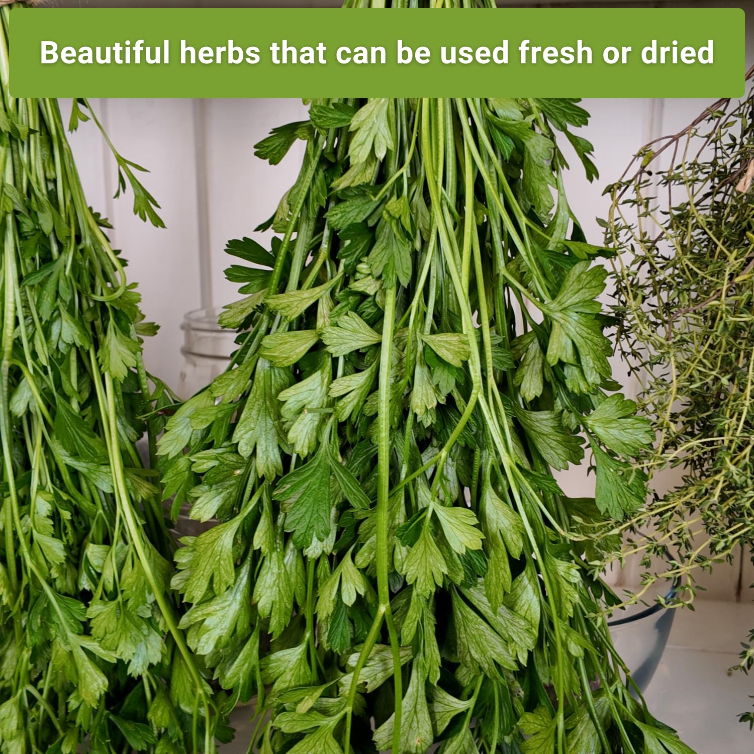Sow Right Seeds parsley garnish leaves ready for culinary use
