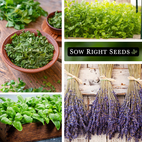 Sow Right Seeds parsley leaf packet closeup for vibrant garnishes