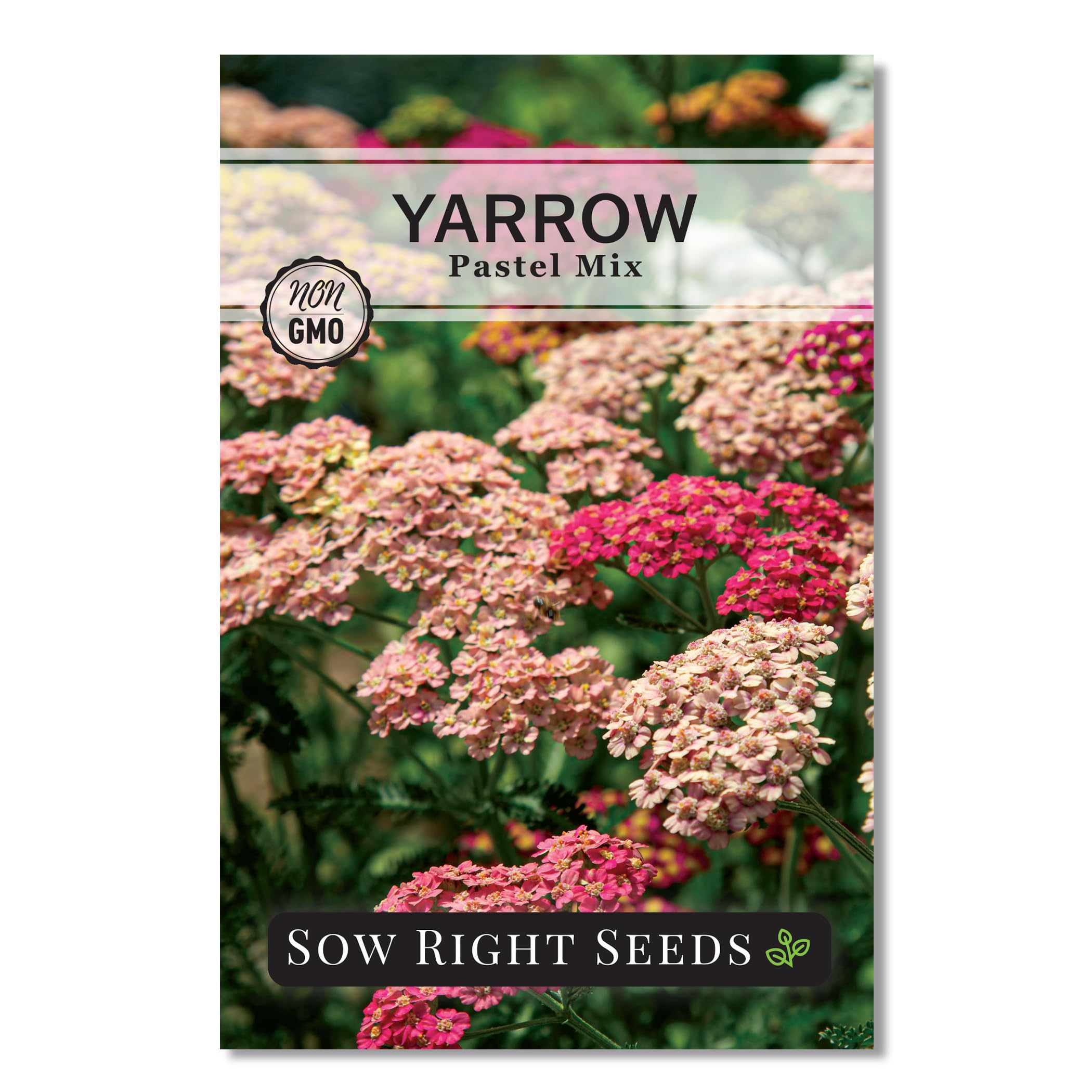 Sow Right Seeds Pastel Mix Yarrow blooms forming a colorful cluster to attract pollinators