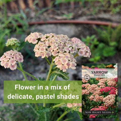 Sow Right Seeds Pastel Mix Yarrow ready for cut-flower arrangements indoors