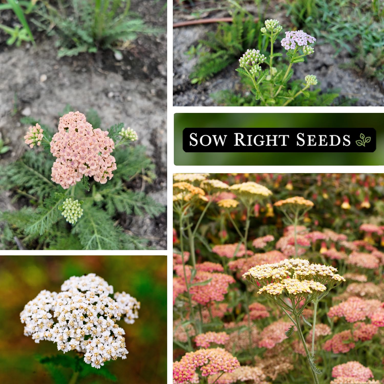 Sow Right Seeds Pastel Mix Yarrow foliage shows drought-tolerant features for low-water gardens