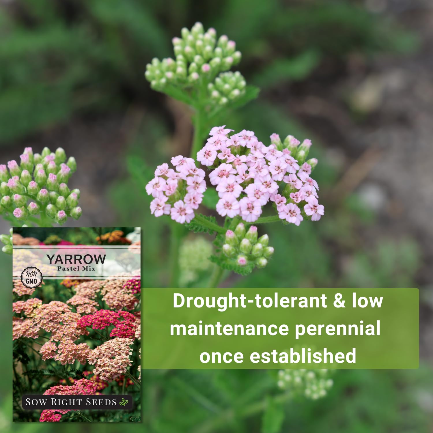 Sow Right Seeds Pastel Mix Yarrow germination in warm soil demonstrates initial growth