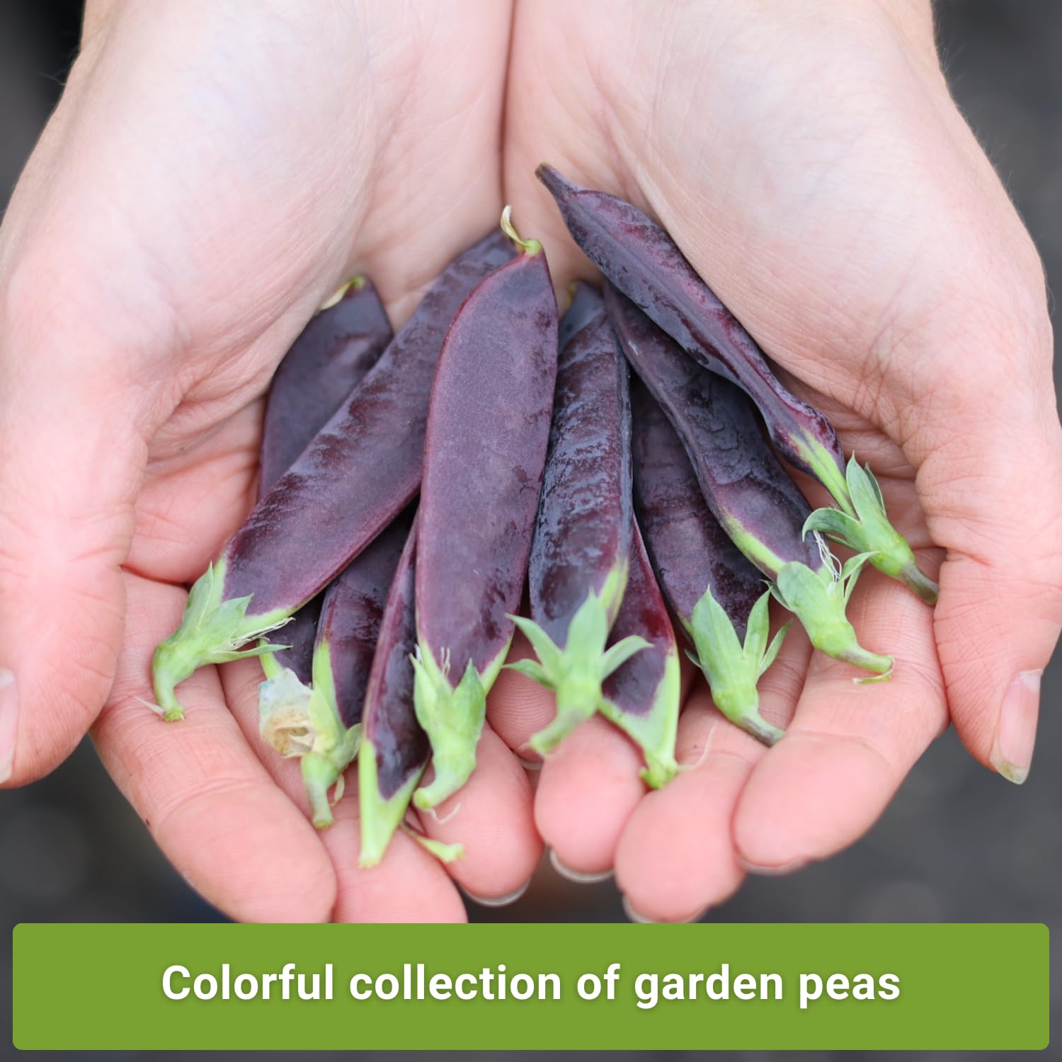 Sow Right Seeds pea pods closeup highlighting crunchy, versatile harvests.
