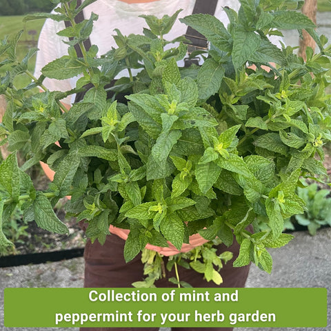 Sow Right Seeds peppermint seed packet emphasizes strong aroma ideal for desserts and refreshing drinks.