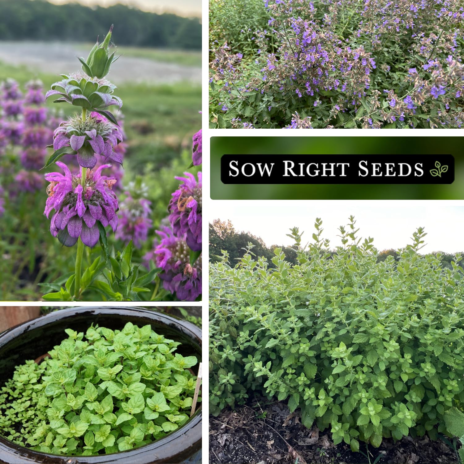 Sow Right Seeds peppermint seed packet for desserts and refreshing drinks