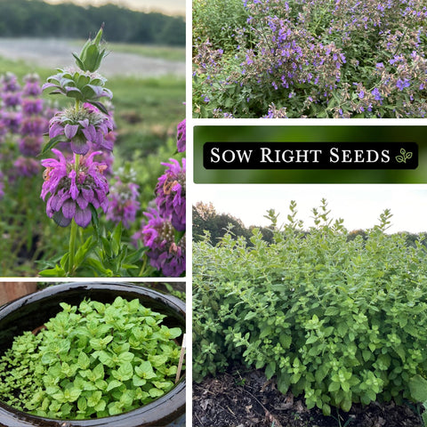 Sow Right Seeds peppermint seed packet for desserts and refreshing drinks