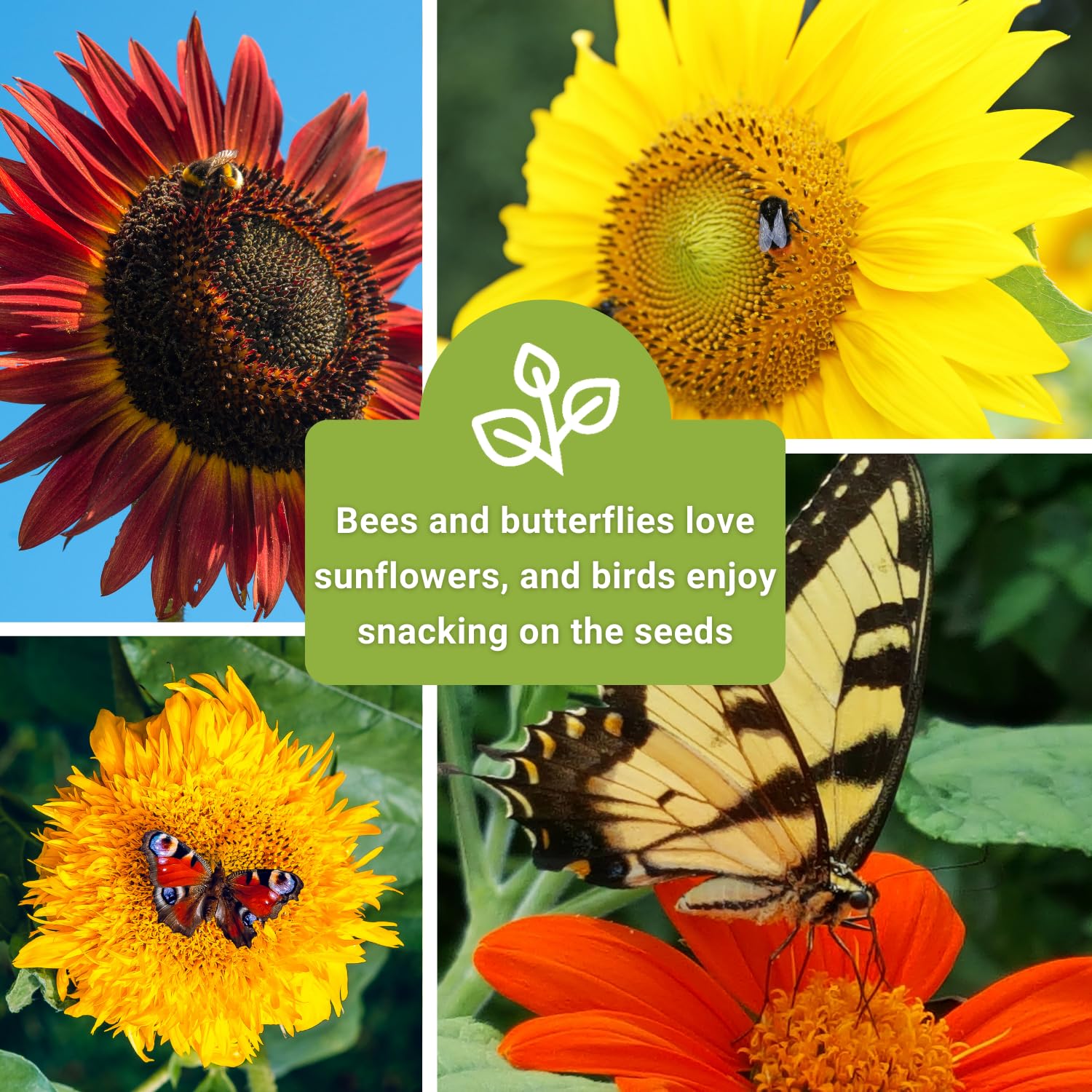 Sow Right Seeds Peredovik sunflower packet featuring classic seed harvest and pollinator visits.