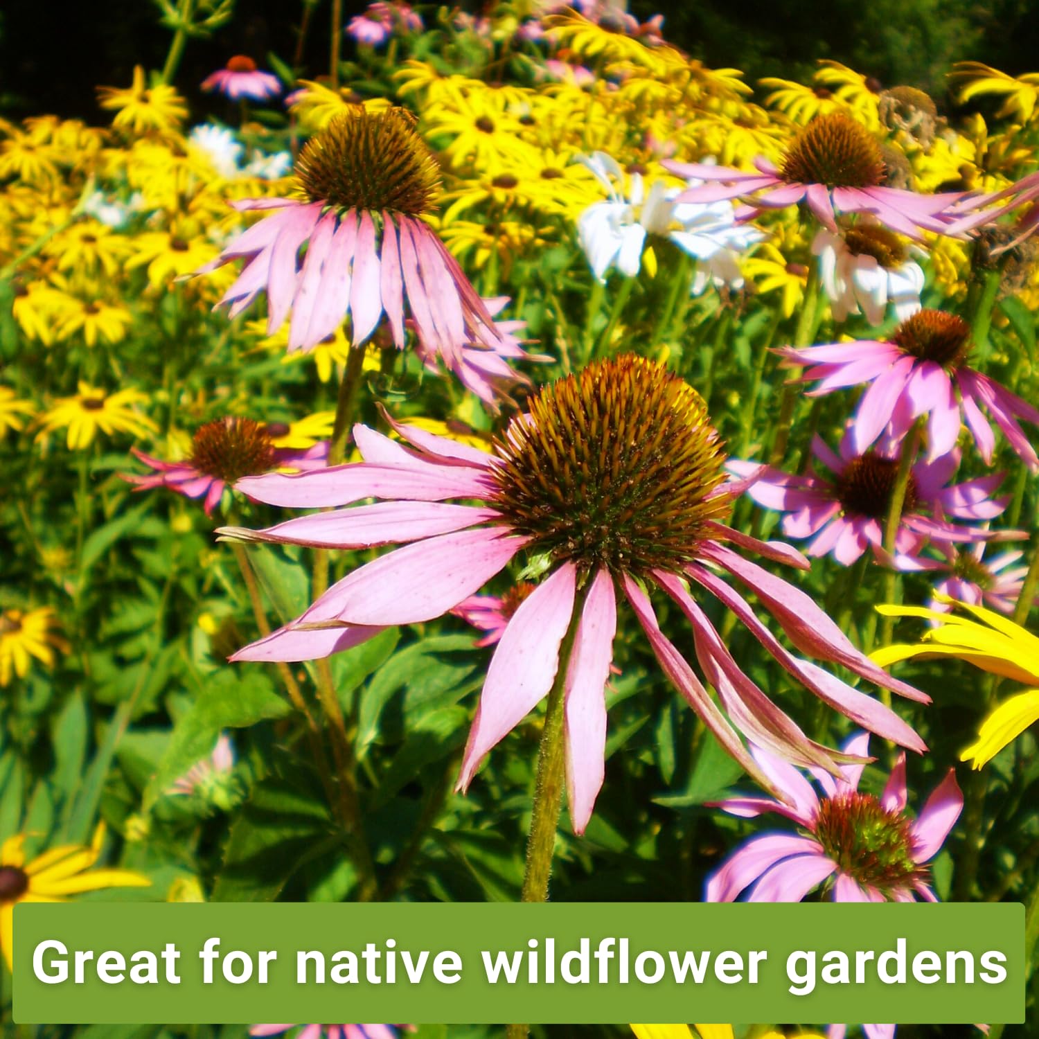 Sow Right Seeds Purple Coneflower packet for butterfly-friendly perennial gardening