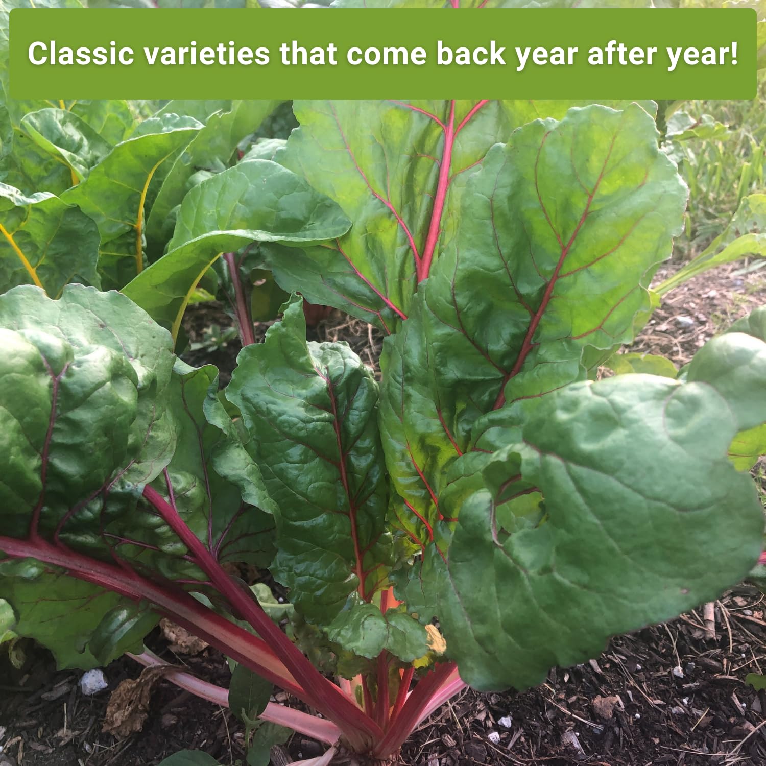 Sow Right Seeds perennial collection packaging highlights four easy-care varieties