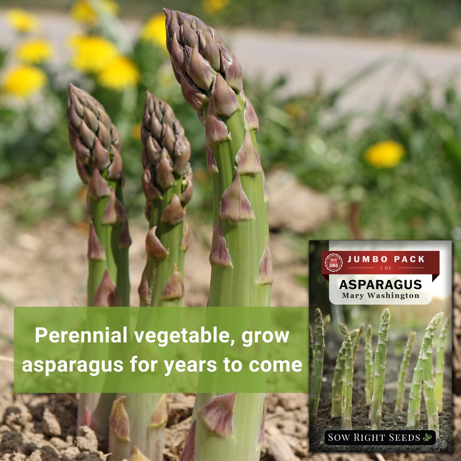 Sow Right Seeds perennial harvest across years offers long term homegrown asparagus.