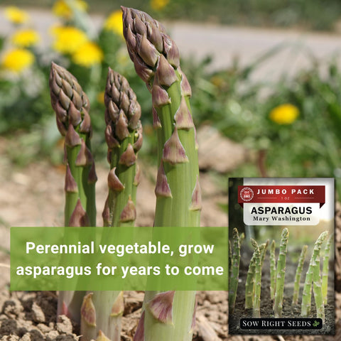 Sow Right Seeds perennial harvest across years offers long term homegrown asparagus.