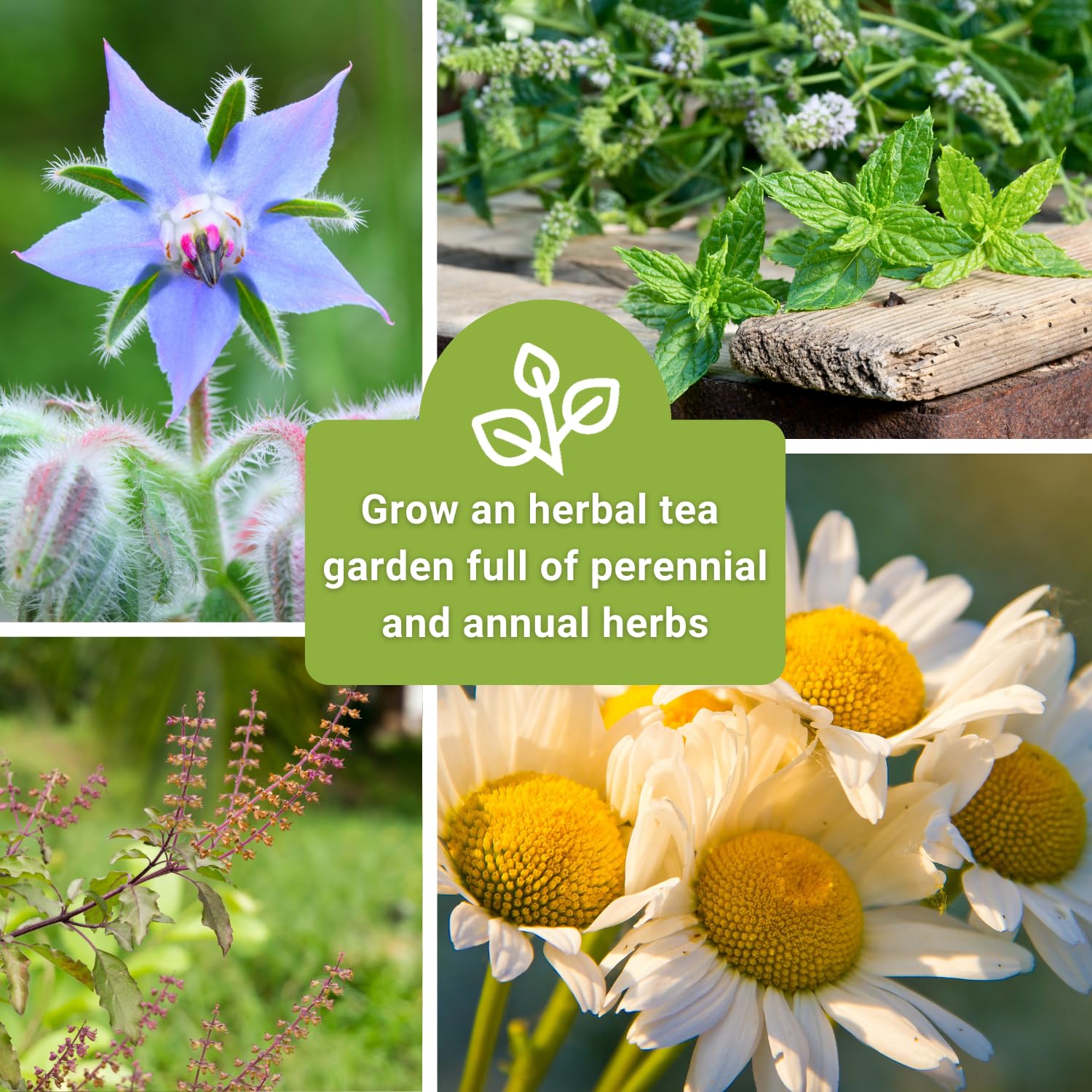Sow Right Seeds perennial tea herbs thriving year after year