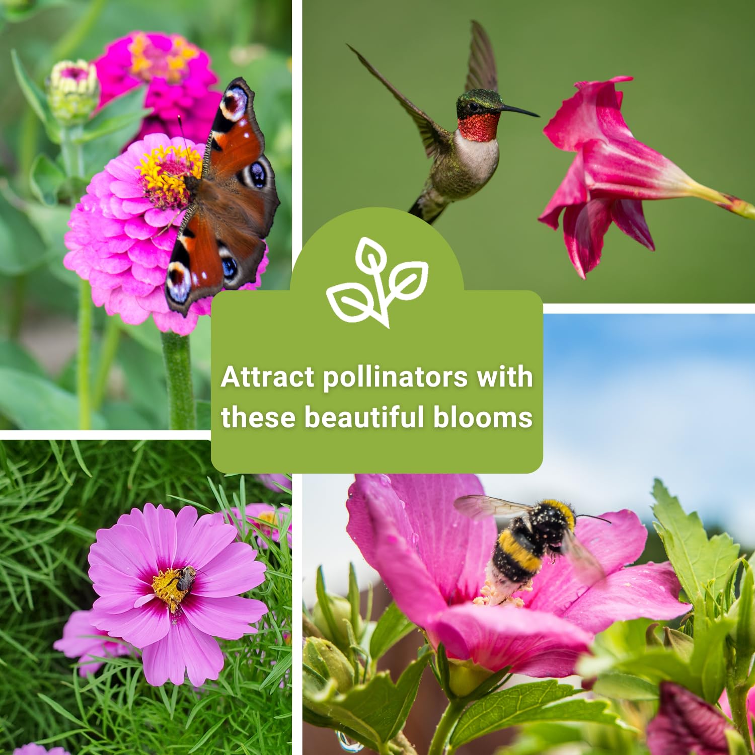Sow Right Seeds Pink Flower Collection; five pink blooms with easy planting instructions.