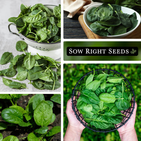 Sow Right Seeds spacing 4-6 inches supports healthy spinach growth.