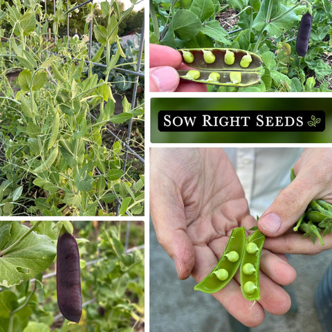 Sow Right Seeds gardener sowing peas 1 inch deep with clear instructions.