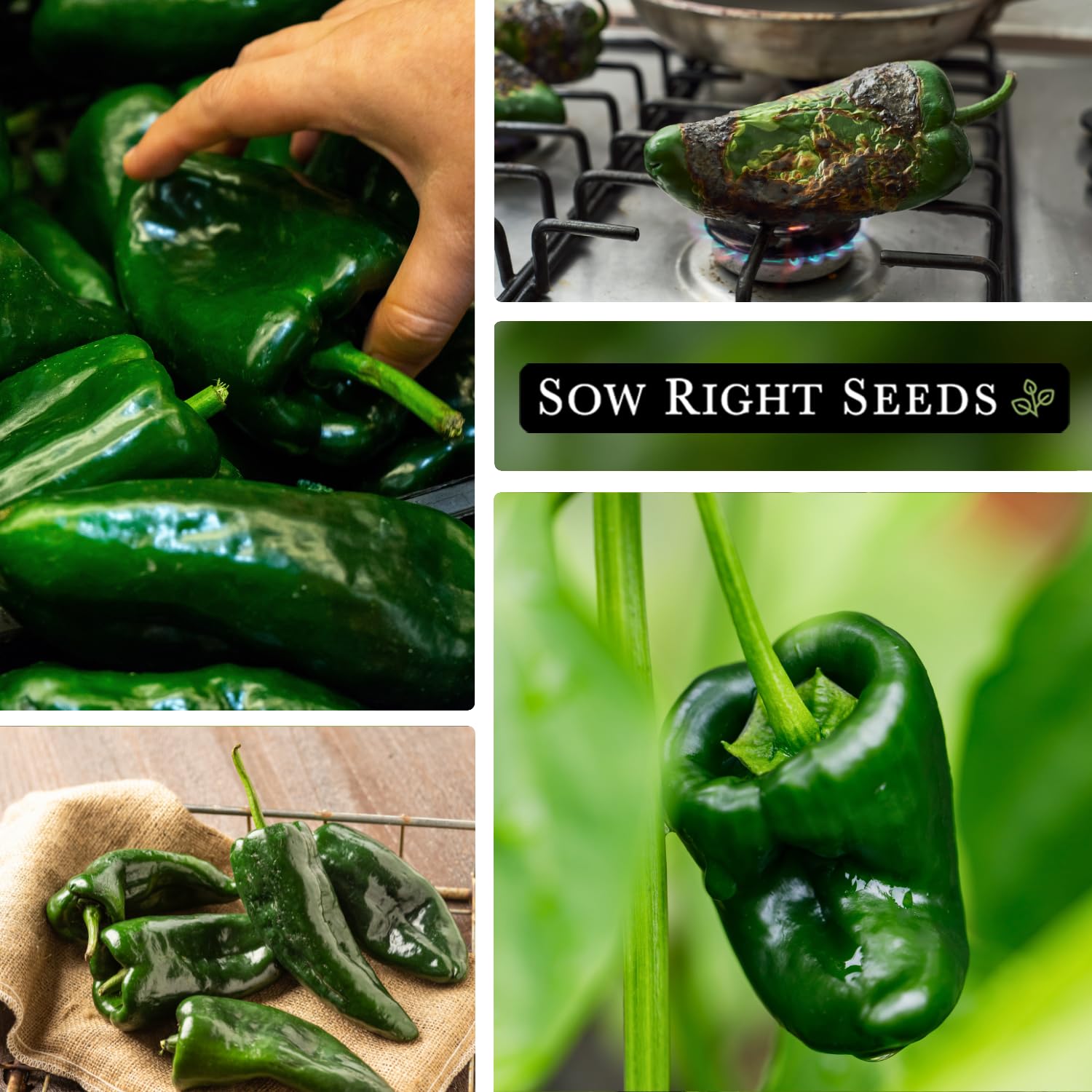 Sow Right Seeds dried ancho chiles from Poblanos for chili powder