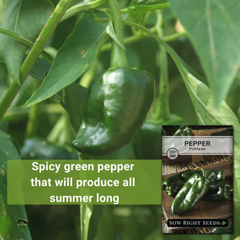 Sow Right Seeds Poblano peppers harvest ready for roasting and stuffing