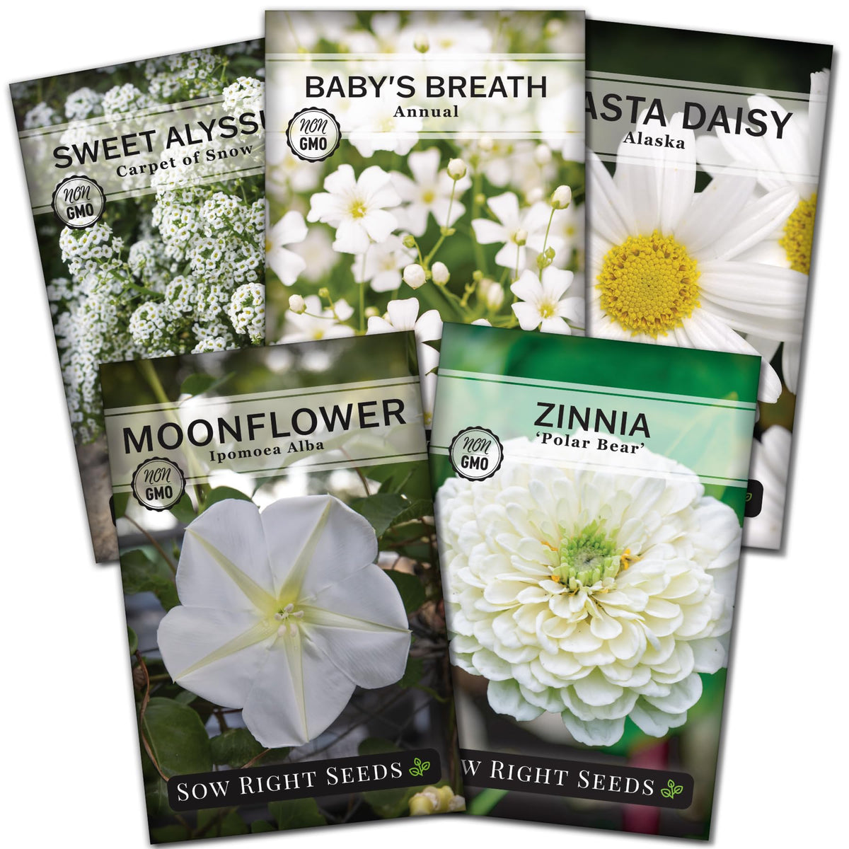 Sow Right Seeds Polar Bear zinnia bloom adds bright white color to borders and attracts pollinators.