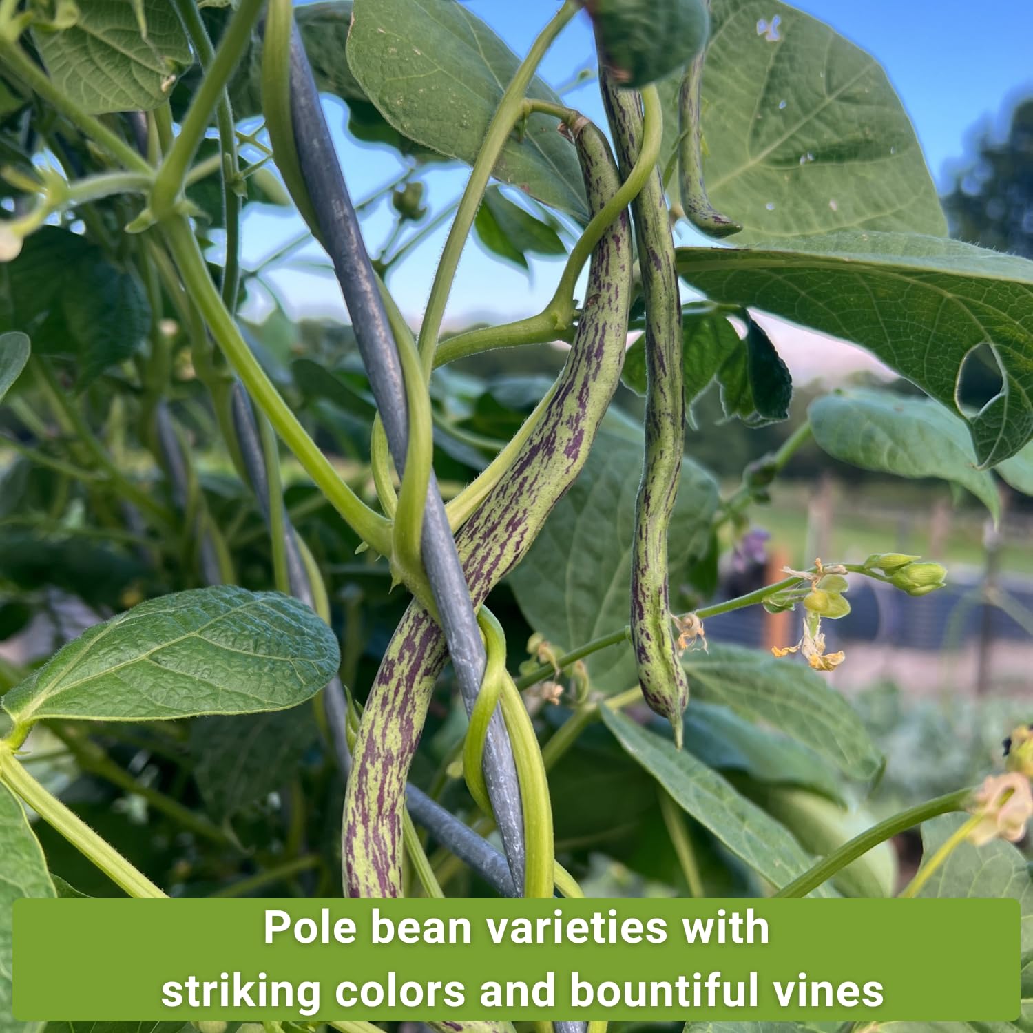 Pole bean vines climbing a trellis, grown from Sow Right Seeds packets