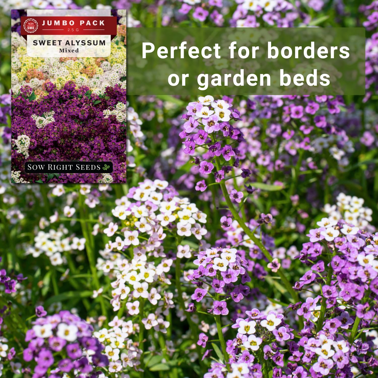 Pollinator-friendly alyssum invites bees and butterflies to visit the flower beds.