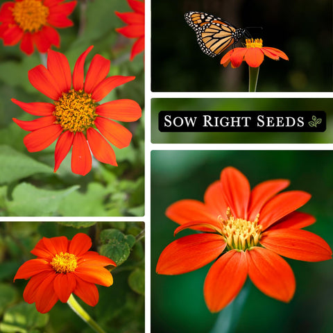 Sow Right Seeds pollinator-friendly blooms attract bees to the garden.