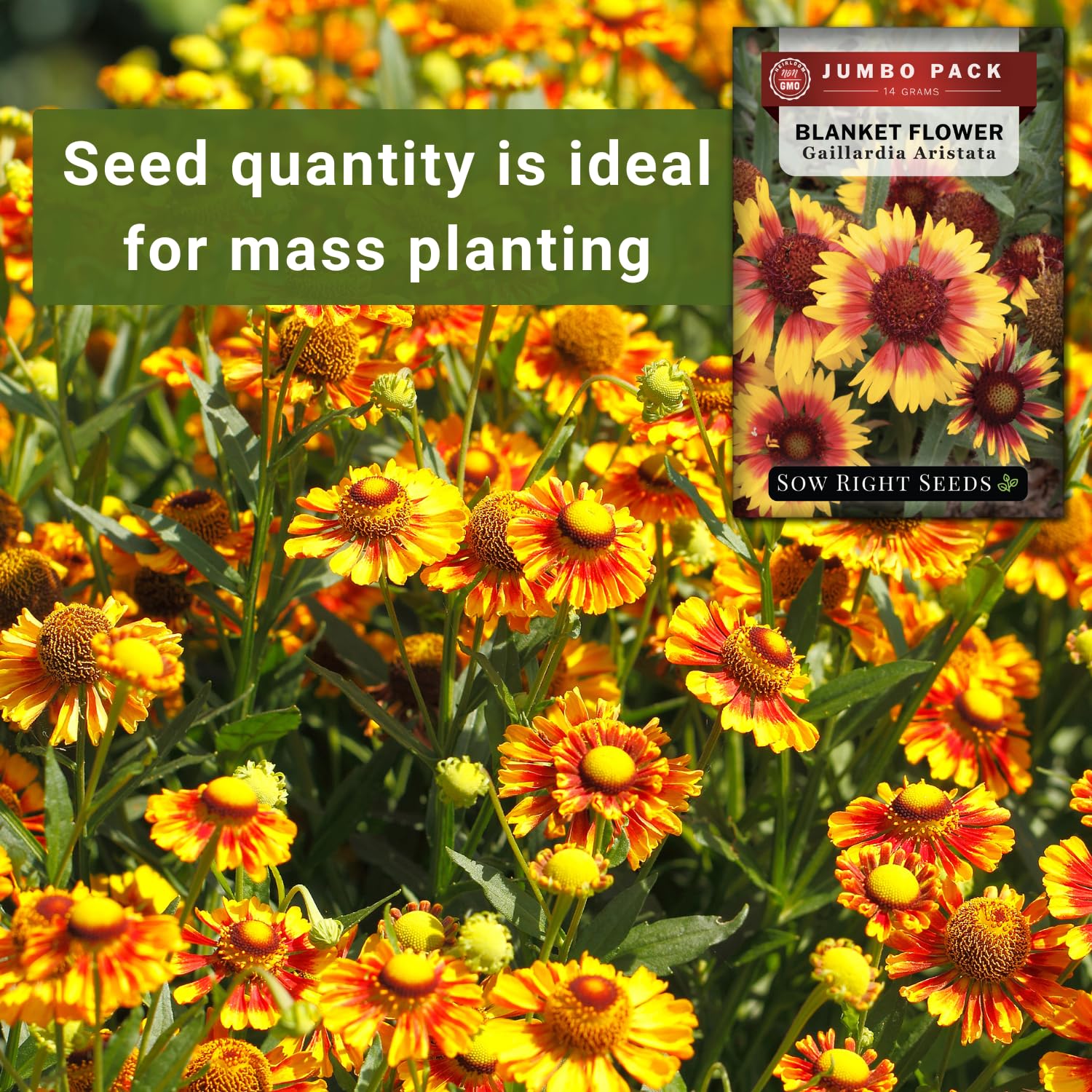 Sow Right Seeds blanket flower attracts pollinators in sunny borders.