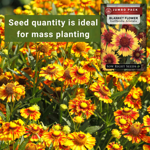 Sow Right Seeds blanket flower attracts pollinators in sunny borders.