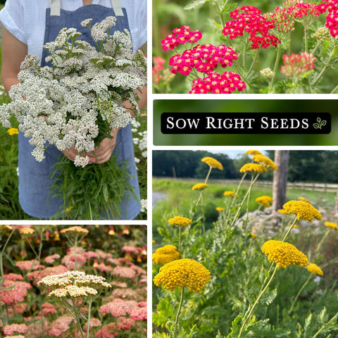 Sow Right Seeds pollinator-friendly yarrow varieties attract bees and butterflies