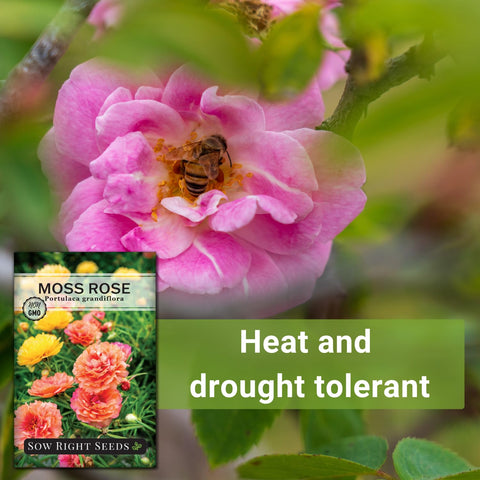 Sow Right Seeds Moss Rose attracts pollinators in the garden.