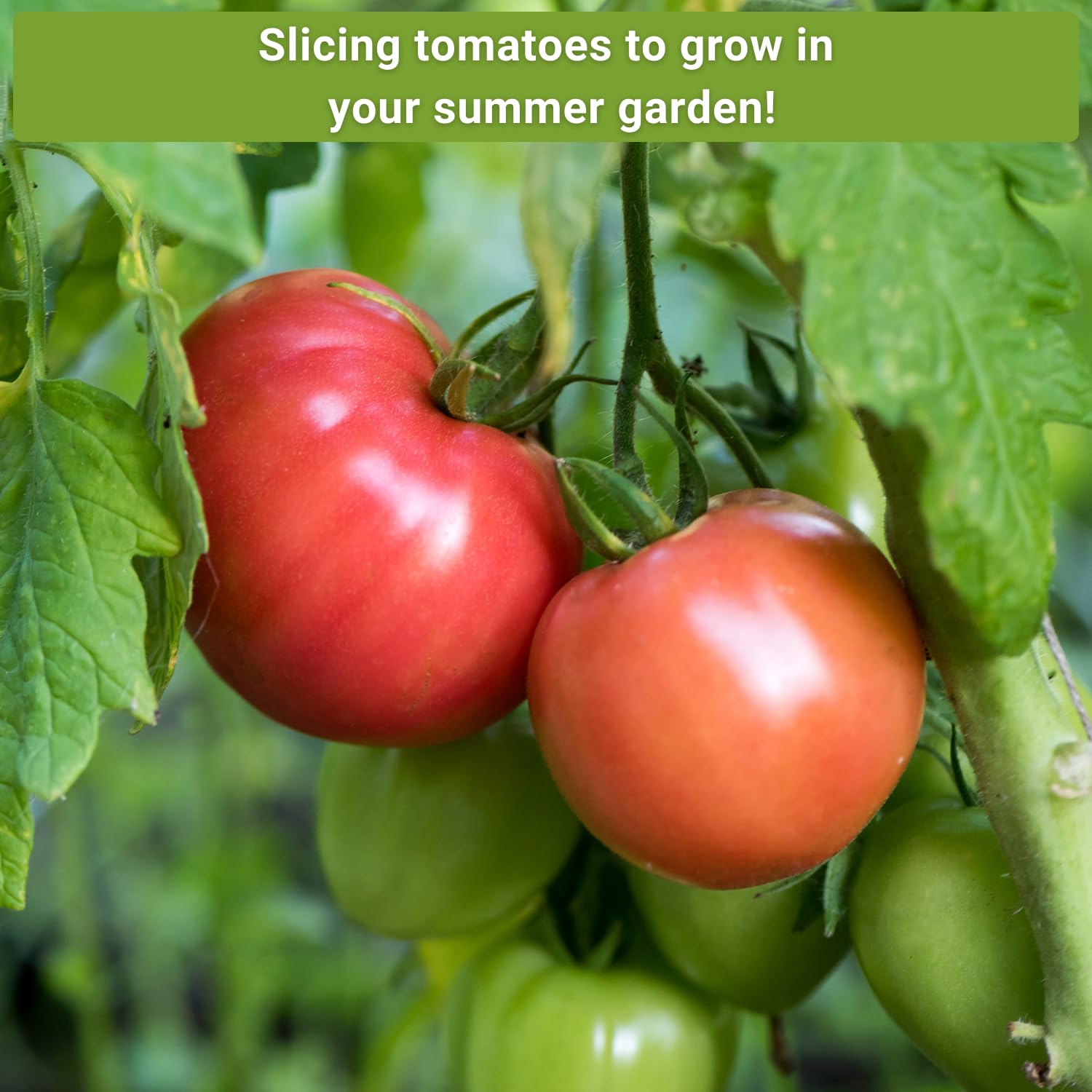 Sow Right Seeds Ponderosa Pink tomato seeds deliver sunny fruit ideal for canning.